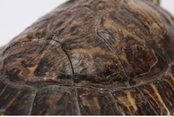 Photo Textures of Tortoise Shell